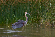 Purpurreiher (8 von 12).jpg